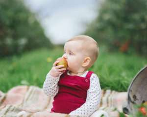 Autumnal image of 10 month old eating apple in orchard