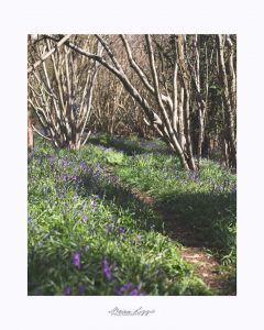 Bluebell Wood Location