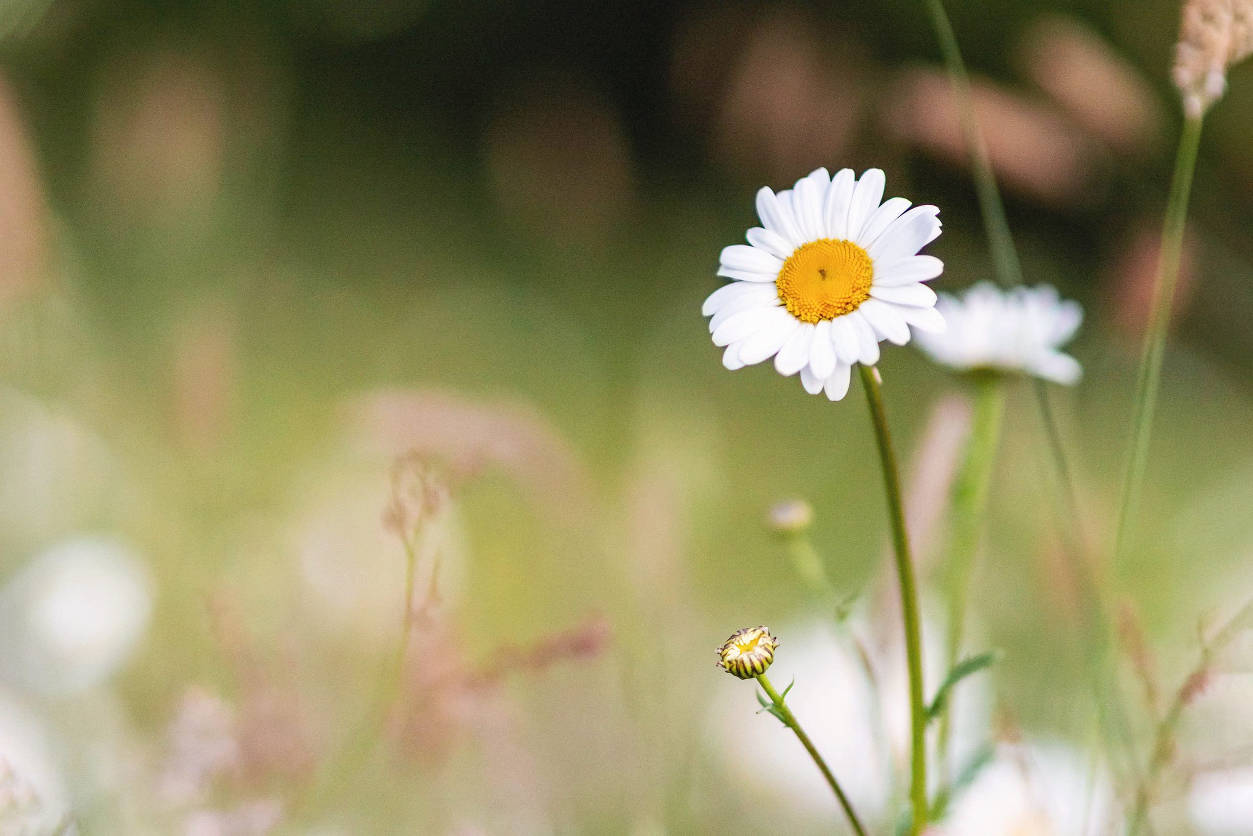 Daisy in flower meadow